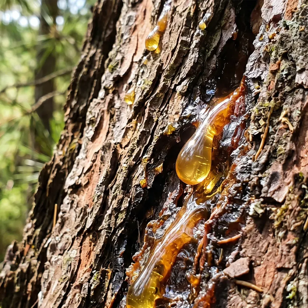 Bulk Turkish pine honey export
